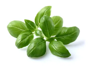 Click & Grow-refill med italienska örter och färska basilikablad mot en vit studiobakgrund