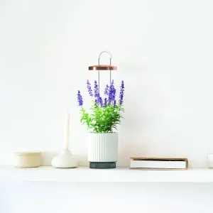 Click & Grow HydroVase självvattnande vas med växtbelysning, med grönt bladverk och lila blommor