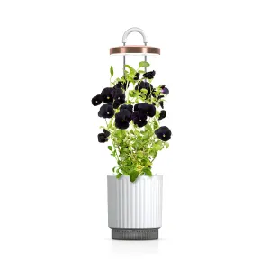 Click & Grow HydroVase självvattnande vas med växtlampa, som visar en vit kruka och lila blommande stjälkar