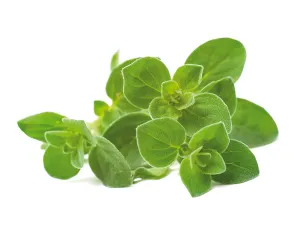Click & Grow påfyllning med italienska örter, kvist med färska gröna blad av basilika, timjan och oregano på vit bakgrund