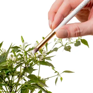 Click & Grow pollineringsborste som används på en blommande växt för varsam växtvård