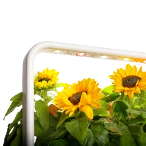 Click & Grow-minisolrosor som blommar i en vit smart odling med gröna blad och gula blommor