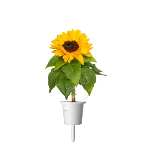 Click & Grow Mini Sunflower-kapsel med klargul blomma och gröna blad i en vit smart odlingsbehållare