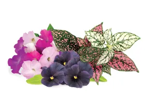 Click & Grow Vibrant Flower Mix refill pods with pink, purple and variegated foliage on white background