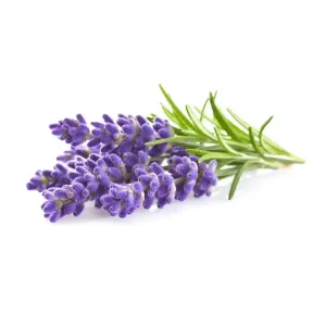Click & Grow lavendelskott som påfyllning med lila blommor och gröna blad på vit bakgrund