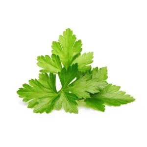 Recambio de cilantro/coriandro para Click & Grow Smart Garden con hojas frescas de cilantro verde sobre fondo blanco
