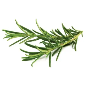 Référence de recharge de romarin Click & Grow : brin de romarin frais aux feuilles vertes en forme d’aiguilles sur fond blanc