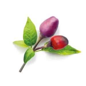 Click & Grow Purple Chili Pepper-odlingskapslar med lila och röda chilifrukter och gröna blad