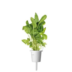 Capsule de recharge Click & Grow à l’oseille verte, avec plante aromatique feuillue pour le jardinage d’intérieur intelligent