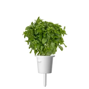 Cápsula de recambio de albahaca enana de Click & Grow con albahaca verde y frondosa creciendo en un recipiente blanco para jardines de hierbas de interior