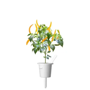 Recambio de chile para Click & Grow Smart Garden en una cápsula blanca, con hojas verdes y chiles naranjas para cultivo en interior.