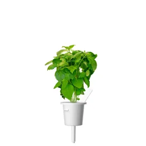 Click & Grow Cinnamon Basil herb growing in a white plant pod for the Smart Garden