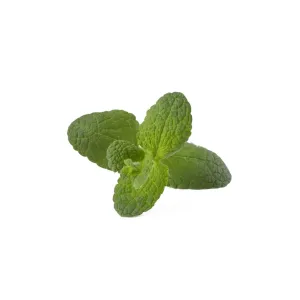 Click & Grow Smart Garden Apple Mint -täyttökapseli, jossa on pieni vihreä mintunverso valkoisella taustalla