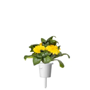 Click & Grow cápsula de caléndula con flores amarillas y hojas verdes para recarga de Smart Garden