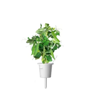 Cápsula para guisante enano Click & Grow con planta de guisante verde, hojas y vainas, para recambios de Smart Garden de interior.