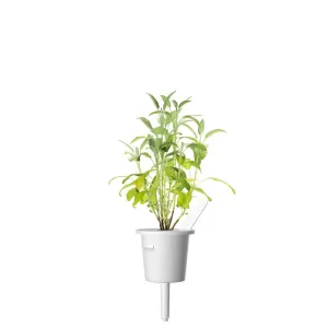 Capsule de recharge Click & Grow Garden Sage avec une herbe aromatique fraîche et verte qui germe dans une capsule blanche de jardin d’intérieur