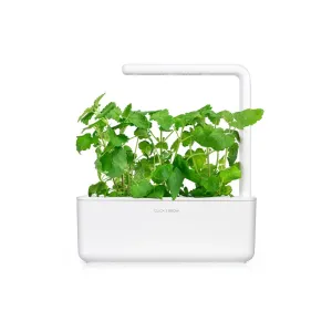 Recharge d’herbe à chat Click & Grow pour jardin intelligent, avec de luxuriants plants d’herbe à chat verts dans une jardinière d’intérieur blanche