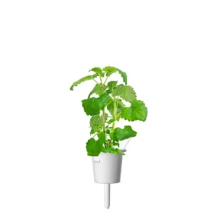 Recharge de capsules d’herbe à chat Click & Grow pour jardin intelligent, avec un plant d’herbe à chat vert dans un contenant blanc
