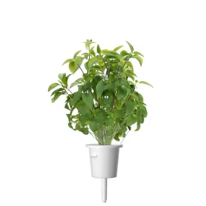 Cápsula de semillas de albahaca tailandesa Click & Grow con una planta de albahaca creciendo en una cápsula blanca para hierbas de interior