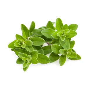 Ramitas de mejorana de Click & Grow para recambio de Smart Garden, mostradas como hojas verdes frescas sobre un fondo blanco.