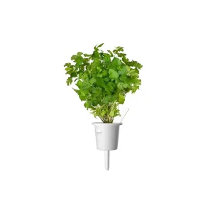 Click &amp; Grow-persilja som växer i en vit Smart Garden-påfyllningskapsel, frilagd mot vit bakgrund
