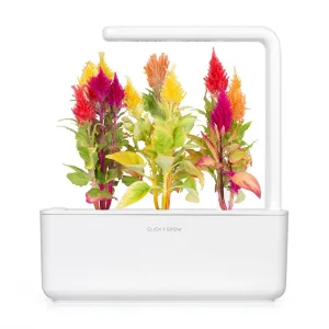 Jardinière connectée Click & Grow avec des célosies colorées poussant dans une jardinière d’intérieur blanche