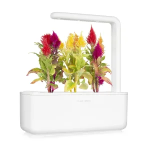 Jardin d’intérieur Click & Grow avec des plantes crête-de-coq colorées poussant dans une jardinière blanche