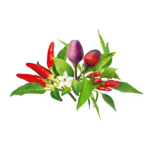 Click & Grow Chili Pepper Mix-plantkapslar med röda och lila chilifrukter, gröna blad och en vit blomma