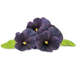 Click & Grow svart pensé Smart Garden-påfyllning 3-pack med mörklila blommor och gula mittpartier