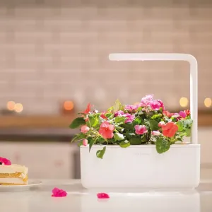 Jardin d’intérieur de table Click & Grow Smart Garden 3 avec éclairage LED intégré et fleurs en pleine floraison