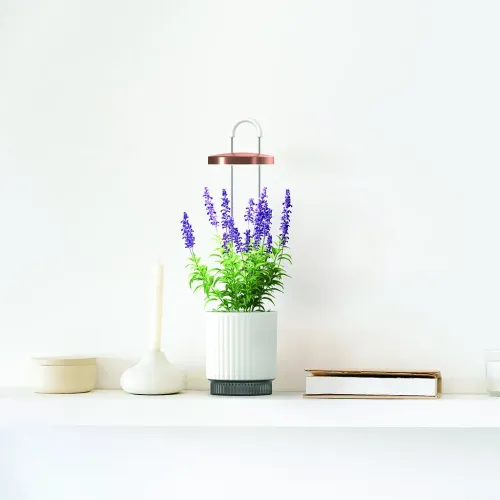 Click & Grow HydroVase selvvandende vase med vækstlys, der viser grønt løv og lilla blomster