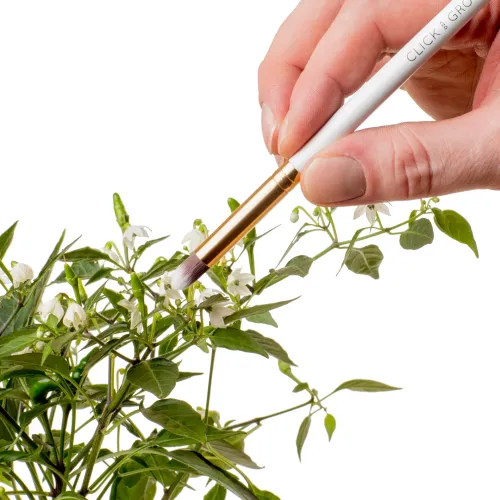 Cepillo de polinización Click & Grow usado en una planta en flor para un cuidado suave de las plantas