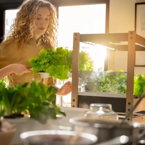 Click and Grow 25 med egetræsramme og sorte paneler, to niveauer af LED-belysning, dyrkningsbakker med salat på køkkenbordet derhjemme.