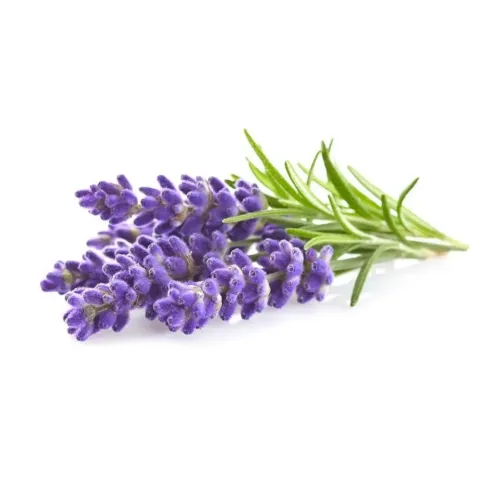 Click and Grow lavender, shown as a small bundle of purple flower spikes with narrow green leaves, placed horizontally against a white background.