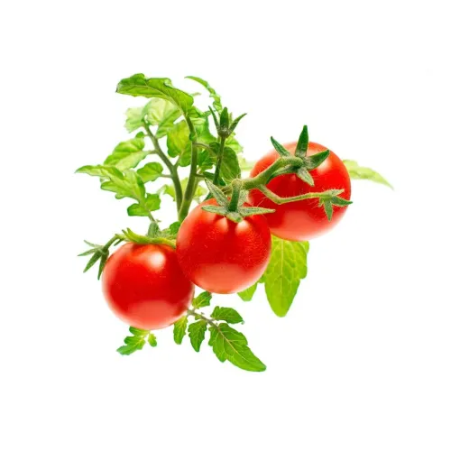 Click & Grow Mini Tomato plant with three ripe red tomatoes and green leaves on a white background