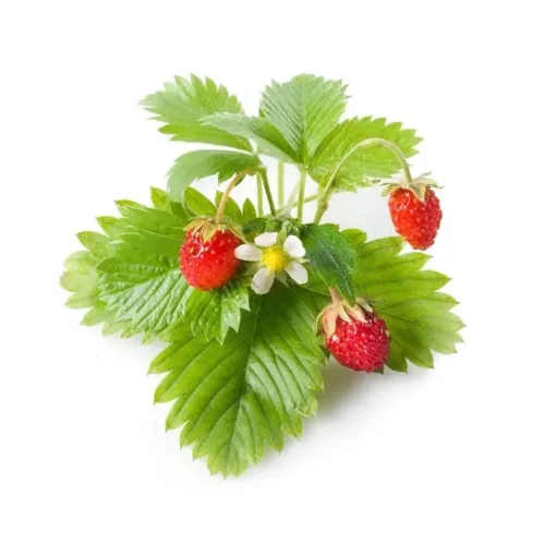 Click & Grow Wild Strawberry refill pods with strawberry plant, red berries and white flower
