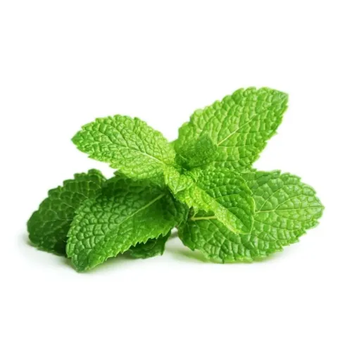 Click & Grow peppermint plant pods with fresh green mint leaves on a white background