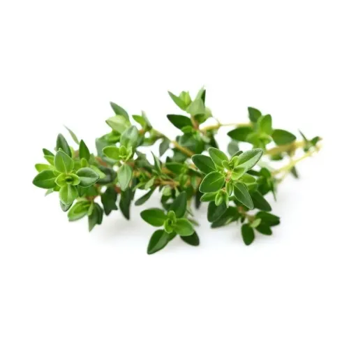 Click & Grow Smart Garden Thymian-Refill Plant Pod mit einem frischen grünen Thymianzweig auf weißem Hintergrund