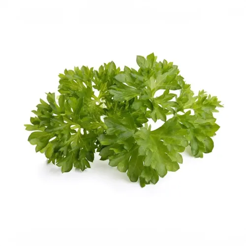 Click & Grow curly parsley refill, fresh green herb bunch isolated on white for indoor growing