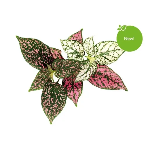 Click & Grow Polka Dot Flower taimekapsel täpiliste roosade, roheliste ja valgete lehtedega siseaeda