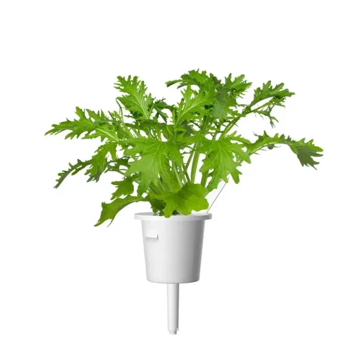 Click & Grow lehtsinepi täitekapsel värske rohelise lehttaimega toas kasvatamiseks