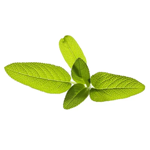 Click & Grow Garden Sage herb leaves for indoor cultivation, shown as a fresh green sage cluster