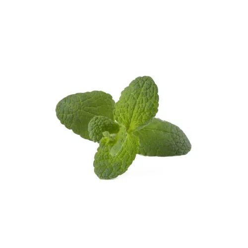 Click & Grow Smart Garden Apple Mint täitekapsel väikese rohelise mündioksaga valgel taustal
