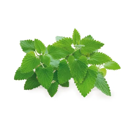 Click & Grow nutiaia naistenõgese Refill Plant Pods värskete roheliste naistenõgeselehtedega valgel taustal
