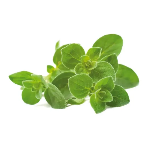 Click & Grow oregano refill pod with fresh green oregano leaves for indoor herb gardening