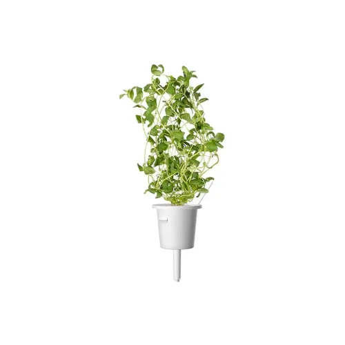Click & Grow smart garden refill marjoram plant growing in a white pod, with leafy green herb stems