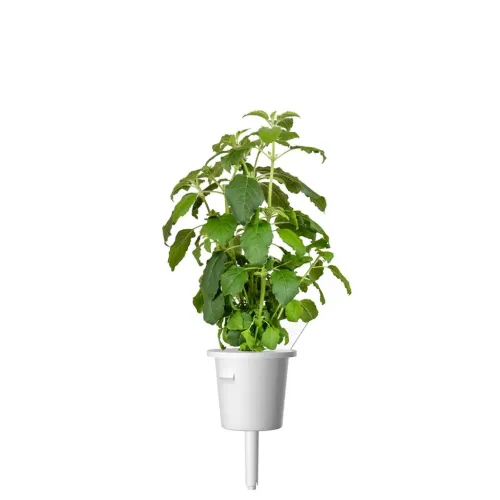 Click & Grow Holy Basil taimekapsel siseruumidesse mõeldud ürdiaia jaoks, lehtedega basiilik kasvamas valges kapslis.