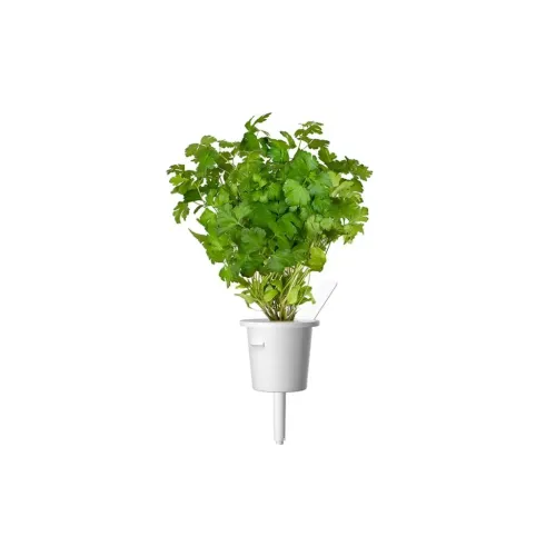 Click & Grow parsley growing in a white Smart Garden refill pod, isolated on a white background