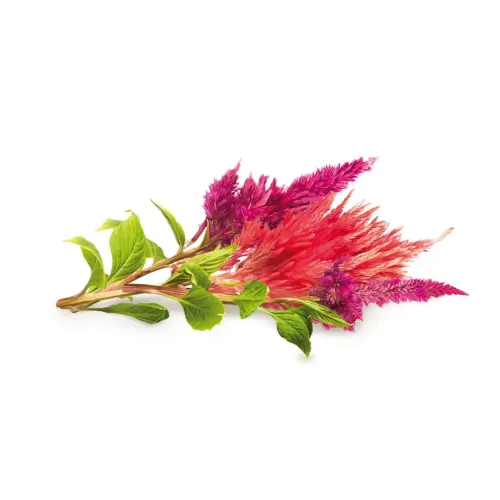 Click & Grow Cockscomb smart garden refill with pink and magenta celosia flowers and green leaves