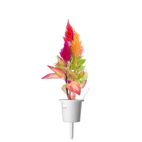 Click & Grow Cockscomb Smart Garden refill pod med livfulla flerfärgade blommor på vit bakgrund